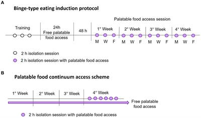 Stress hyper-reactivity increases vulnerability to developing binge-type eating and associated anxiety-like behavior; comparison between Wistar-Kyoto and Sprague-Dawley rats